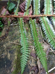Dryopteris apiciflora