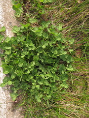 Trifolium pratense