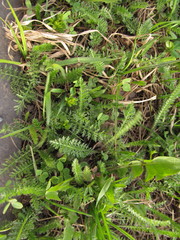 Achillea millefolium