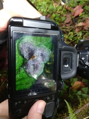 Dryopteris apiciflora