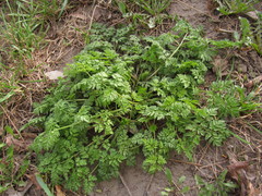 Anthriscus sylvestris