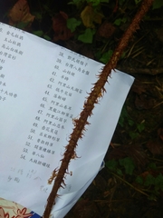 Dryopteris apiciflora