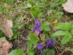 Viola odorata