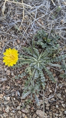 Malacothrix fendleri