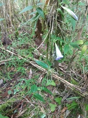 Tripterospermum lanceolatum