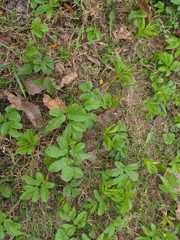 Aegopodium podagraria