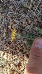 Malacothrix fendleri