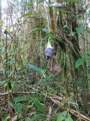 Tripterospermum lanceolatum