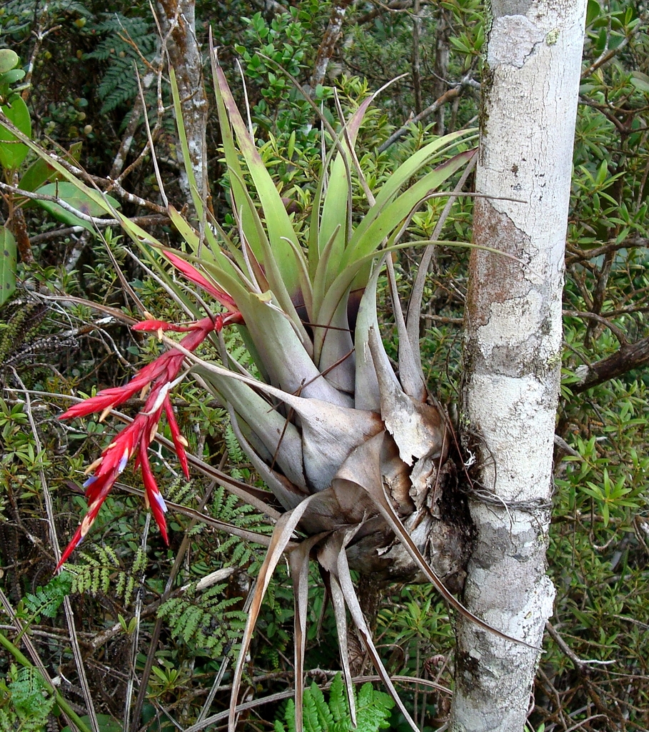 Tillandsia didistichoides