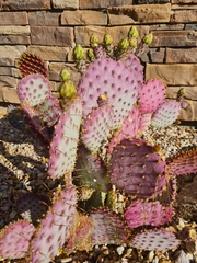 Opuntia santa-rita
