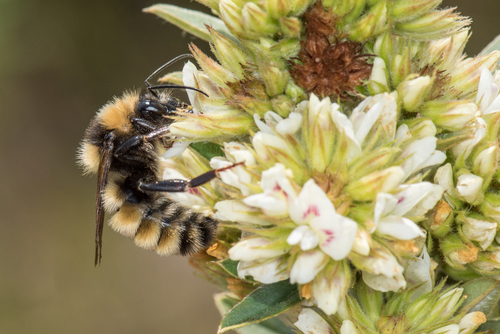 Northern Amber Bumble Bee