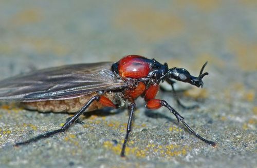 Blossom Fly photo 6