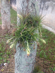 Tillandsia stricta