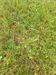 Sauvagesia erecta