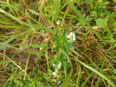 Sauvagesia erecta