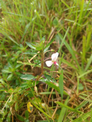 Sauvagesia erecta