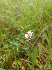 Sauvagesia erecta