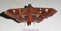 Phostria temira