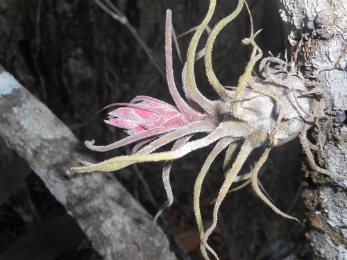Fuzzy Wuzzy Air Plant (Tillandsia pruinosa)