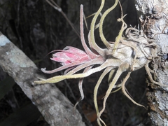 Fuzzy Wuzzy Air Plant (Tillandsia pruinosa)