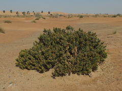 Rhazya stricta
