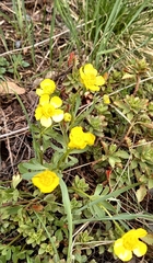 Ranunculus polyrhizos
