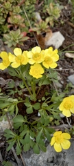 Ranunculus polyrhizos