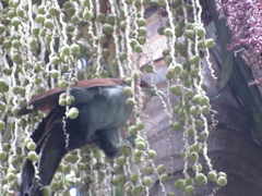Piaya cayana