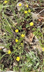 Ranunculus polyrhizos