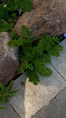 Tanacetum bipinnatum