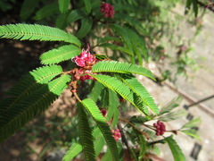 Calliandra selloi