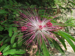 Calliandra selloi