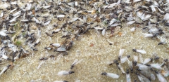 Insecta