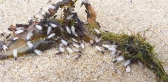 Insecta