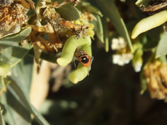 Spilostethus longulus