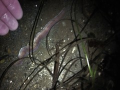 Cerebratulus marginatus