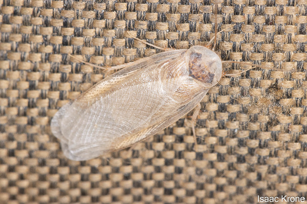 southern California sand cockroach