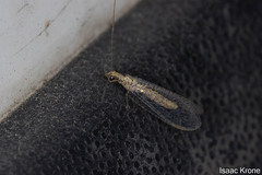 Eremochrysa tibialis