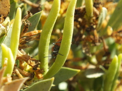 Spilostethus longulus