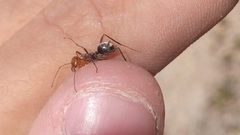 Myrmecocystus melliger