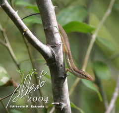 Anolis pulchellus
