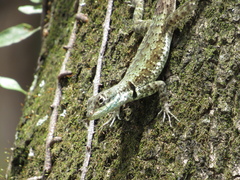 Tropidurus catalanensis