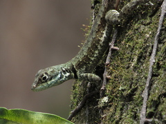 Tropidurus catalanensis