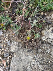 Euphorbia petrophila