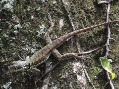 Tropidurus catalanensis