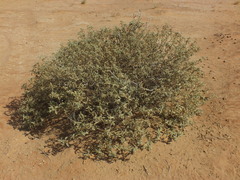 Chrozophora oblongifolia