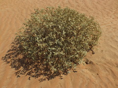 Chrozophora oblongifolia