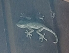 Ptyodactylus