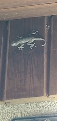 Ptyodactylus