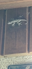 Ptyodactylus